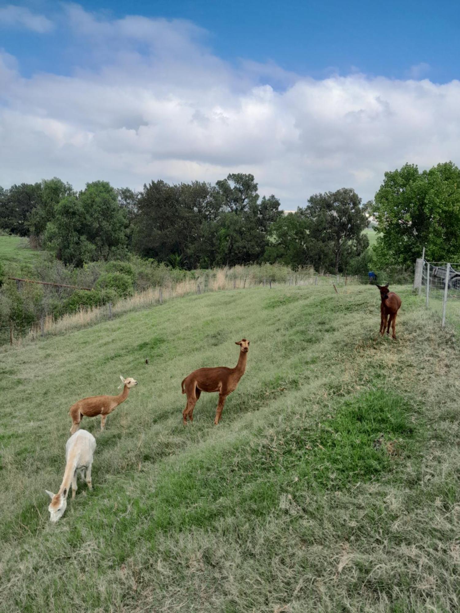 Muswellbrook Northside Bed & Breakfast Εξωτερικό φωτογραφία